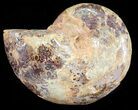 Sliced, Agatized Ammonite Fossil (Half) - Jurassic #54046-1